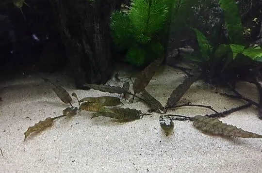 Kryptokoryna pontederolistna, Świętokrzyskie, Wygoda