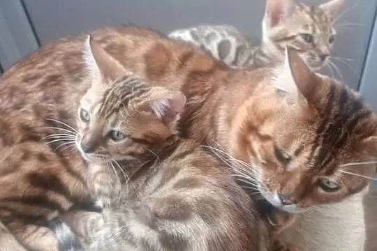 Sprzedam kotki Bengalskie