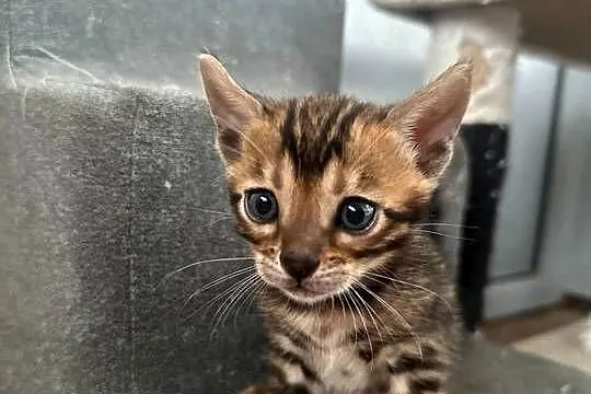 Sprzedam kotki Bengalskie, Lubuskie, Gorzów Wielkopolski