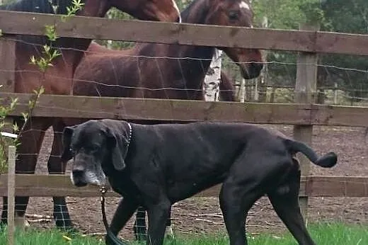 Argo dog niemiecki szuka domu,  podkarpackie Solin