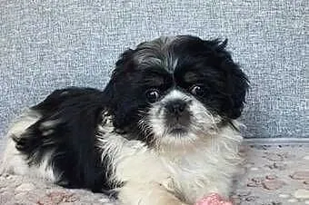 Śliczna Suczka Shih-Tzu, Lubelskie, Puławy