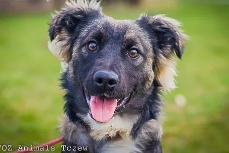 OTOZ Animals - Figaro - cudowny szczeniak czeka na