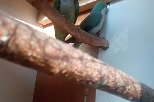 Sprzedam papugi Mnichy Nizinne. Papugi z woliery zewnętrznej wylatane., Podkarpackie, Pustków