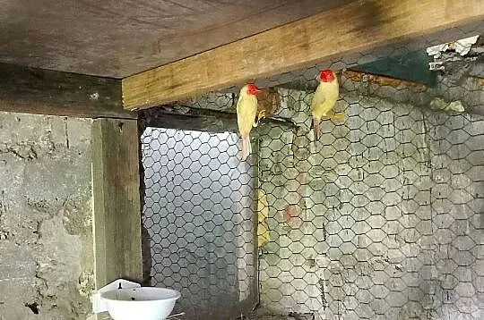 Papugi faliste i inne, Kujawsko-pomorskie, Dobrzyń nad Wisłą