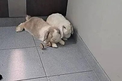 Króliki Mini Lop