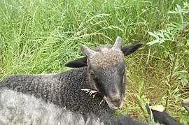 Owca Wrzosówka - piękne stado + Gratis, Słupca