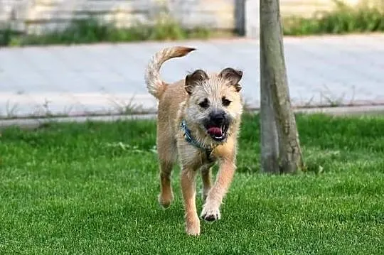Młodziutki wesoły Anioleczek poleca się do adopcji
