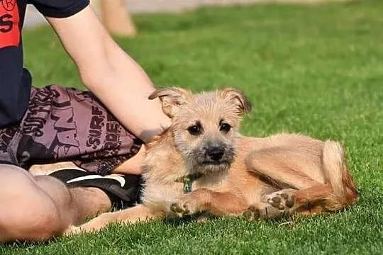 Młodziutki wesoły Anioleczek poleca się do adopcji, Mazowieckie, Warszawa