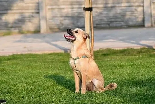 Młodziutki wesoły Anioleczek poleca się do adopcji, Mazowieckie, Warszawa