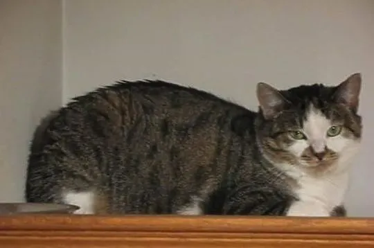 Diesiel