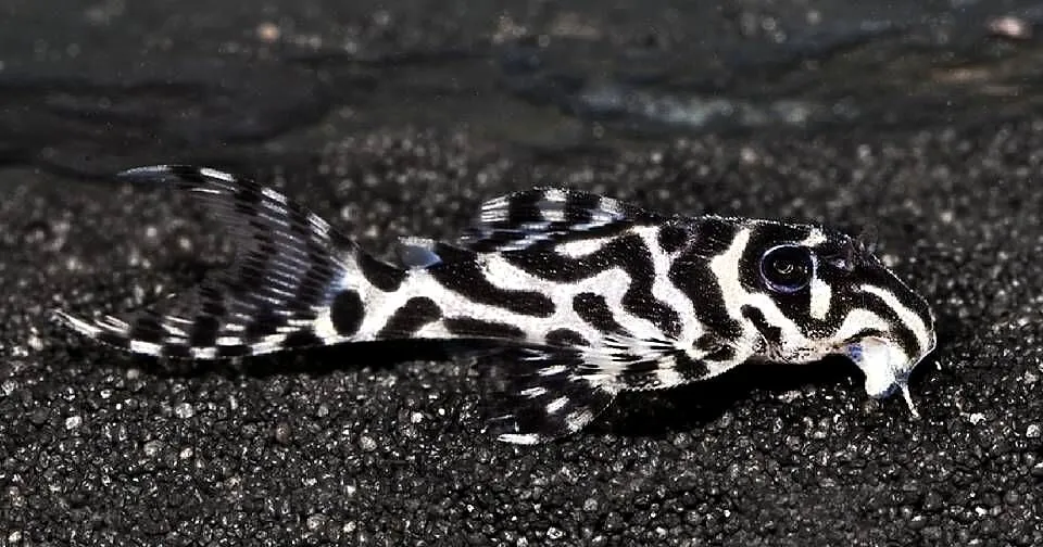 Glonojad L173 - Hypancistrus sp. - ODŁÓW - WF - WYSYŁAMY, Pomorskie, Gdańsk