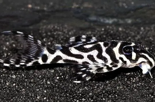 Glonojad L173 - Hypancistrus sp. - ODŁÓW - WF - WYSYŁAMY, Pomorskie, Gdańsk