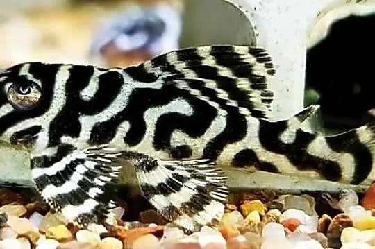 Glonojad L173 - Hypancistrus sp. - ODŁÓW - WF - WYSYŁAMY, Pomorskie, Gdańsk