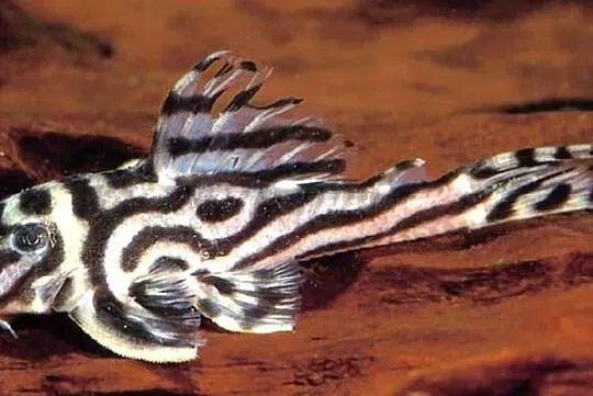 Glonojad L173 - Hypancistrus sp. - ODŁÓW - WF - WYSYŁAMY, Pomorskie, Gdańsk