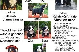 Berneński pies pasterski, rezerwacje dla szczeniąt, cała Polska