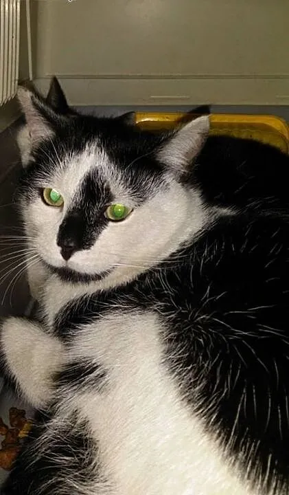 Jonatan i Karol śliczne kotki do adopcji, dolnośl