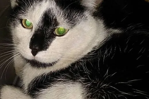 Jonatan i Karol śliczne kotki do adopcji,  dolnośl
