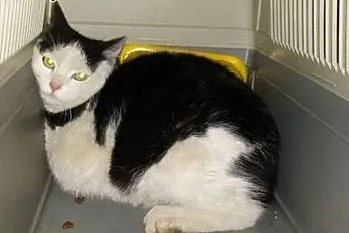 Jonatan i Karol śliczne kotki do adopcji,  dolnośl