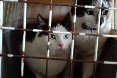Jonatan i Karol śliczne kotki do adopcji,  dolnośl