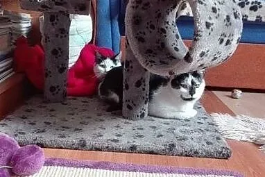 Jonatan i Karol śliczne kotki do adopcji,  dolnośl