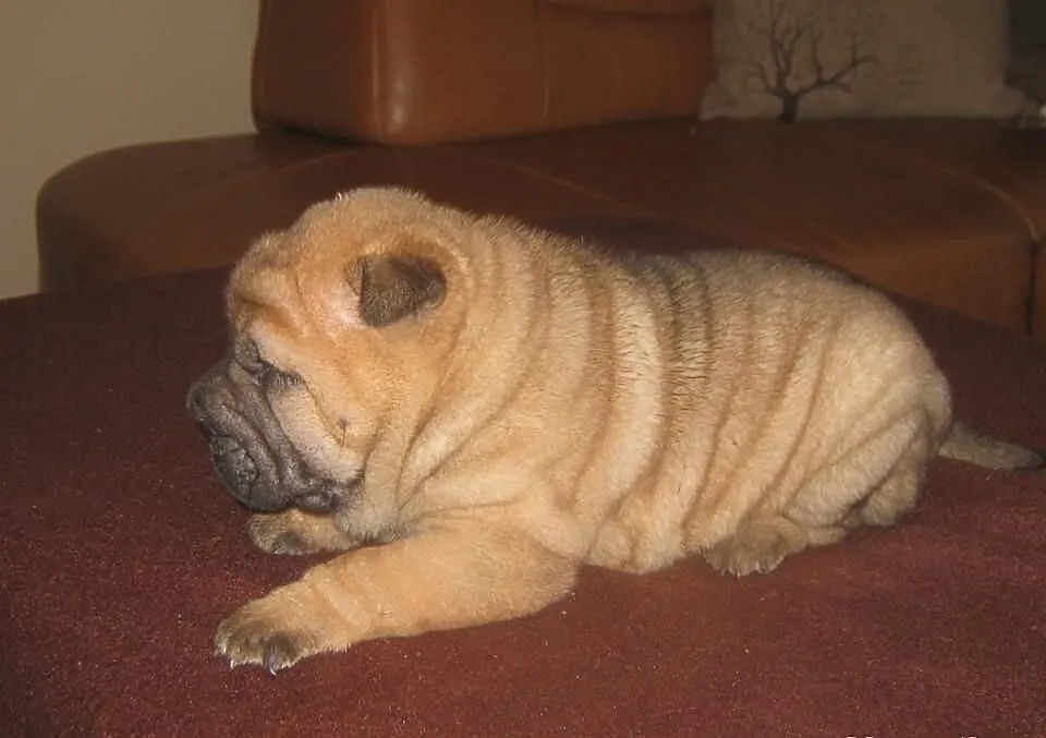 Shar pei szczeniaki