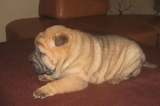 Shar pei szczeniaki