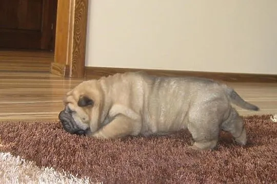 Shar pei szczeniaki