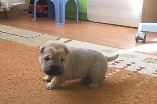 Shar pei szczeniaki