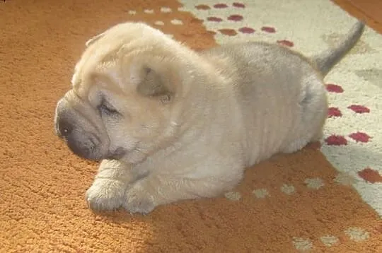 Shar pei szczeniaki