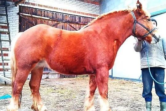 Gabi klacz zaźrebiona
