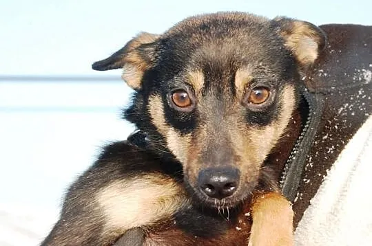 Mona - śliczna, mała, bardzo kontaktowa, przyjazna suczka, adopcja