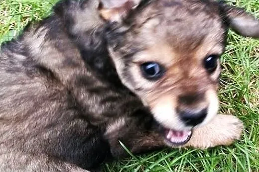 Maleńka Keira szuka pilnie domu! ,  mazowieckie Wa