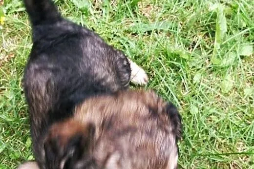 Maleńka Keira szuka pilnie domu! ,  mazowieckie Wa