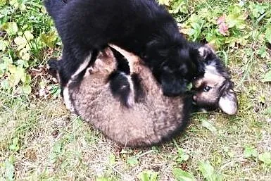 Maleńka Keira szuka pilnie domu! ,  mazowieckie Wa