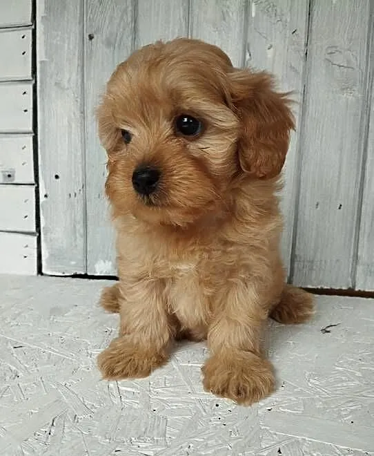 Cavapoo f1b. Cavapoo pudel, Opolskie, Krapkowice