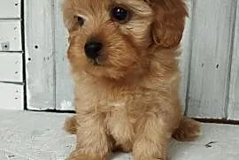Cavapoo f1b. Cavapoo pudel