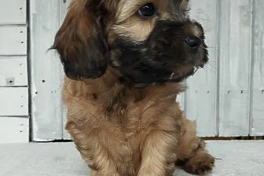 Cavapoo f1b. Cavapoo pudel, Opolskie, Krapkowice