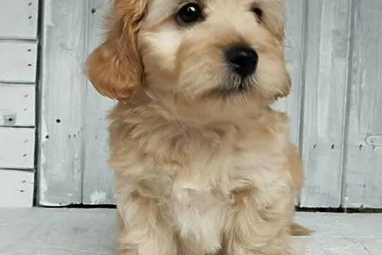 Cavapoo f1b. Cavapoo pudel, Opolskie, Krapkowice
