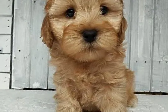 Cavapoo f1b. Cavapoo pudel, Opolskie, Krapkowice