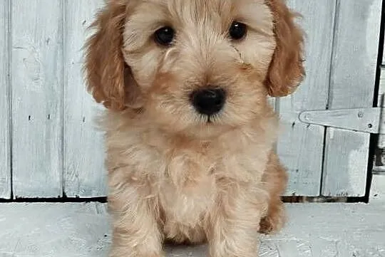 Cavapoo f1b. Cavapoo pudel, Opolskie, Krapkowice