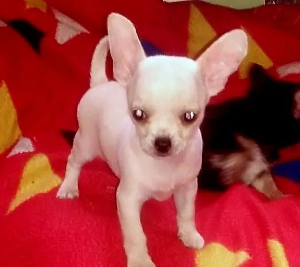 Chihuahua pieski i suczki, Opolskie, Jasienica Dolna