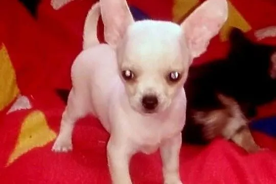 Chihuahua pieski i suczki, Opolskie, Jasienica Dolna