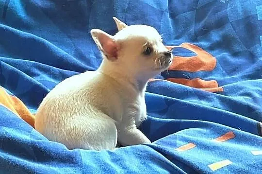 Chihuahua pieski i suczki, Opolskie, Jasienica Dolna