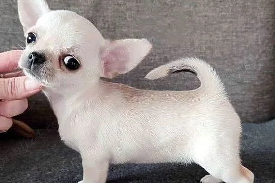 Chihuahua pieski i suczki, Opolskie, Jasienica Dolna