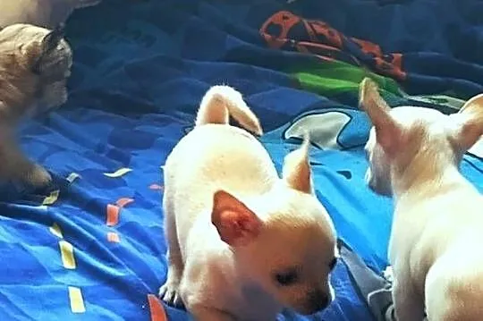 Chihuahua pieski i suczki, Opolskie, Jasienica Dolna