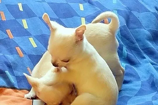 Chihuahua pieski i suczki, Opolskie, Jasienica Dolna