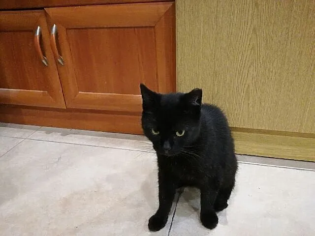 2 letnia czarna kotka Fortuna szuka domu