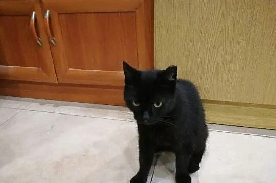 2 letnia czarna kotka Fortuna szuka domu