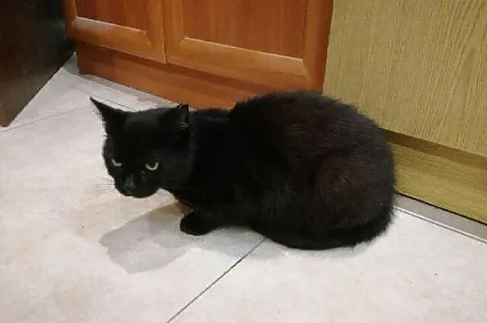 2 letnia czarna kotka Fortuna szuka domu
