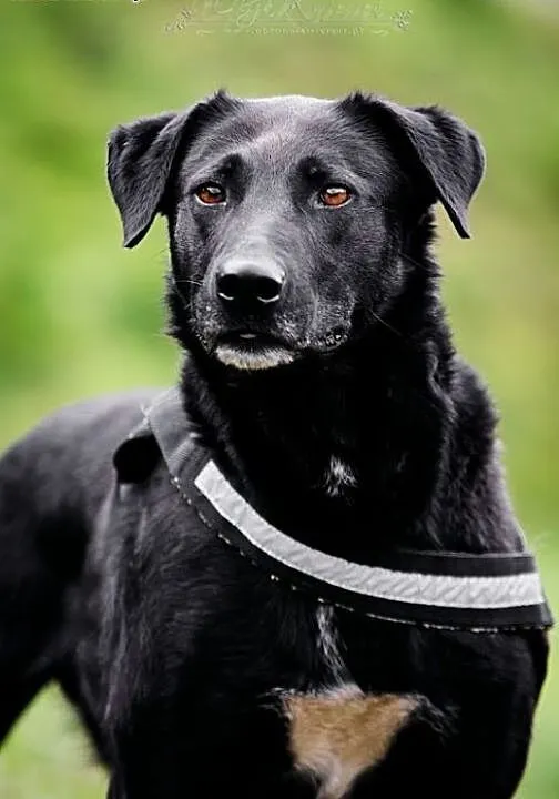 Mix LABRADORA, MŁODY KUFEL,wdzięczny i kochany cze